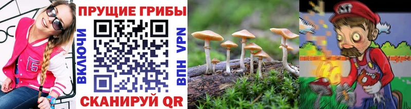 Галлюциногенные грибы Psilocybe  Йошкар-Ола 